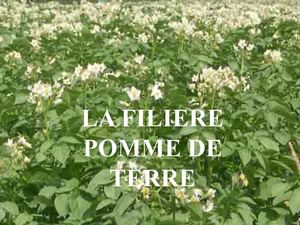 La filière pomme de terre en Algerie