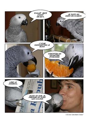 mon perroquet: Bémol