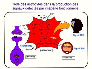 imagerie cerebrale en psychologie cognitive cours 8