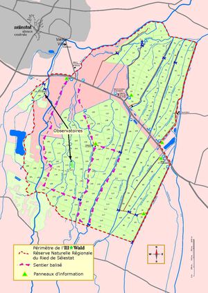 Sélestat, plan de découverte de l’Ill*wald
