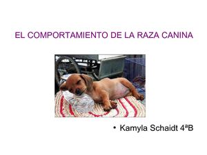 Comportament raça canina