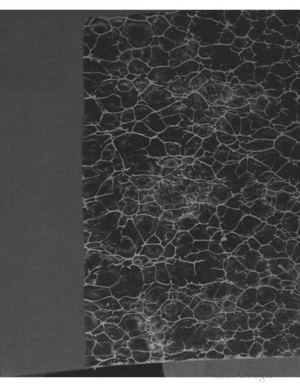 Palaeographia critica, pars quarta: De difficvltate interpretandi, volumen alterum