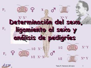 TEMA 5. GENETICA DEL SEXO