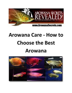 Arowana Care - How to Choose the Best Arowana