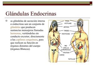 La glandula endocrina