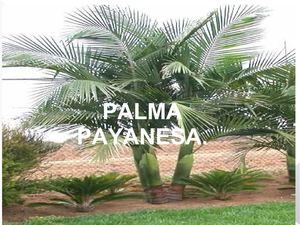 PRESENTACION PLANTICAS