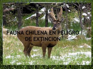 fauna chilena