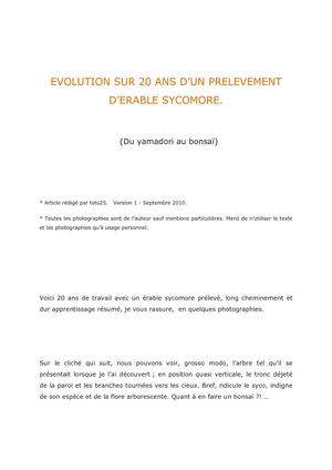 Bonsaï: évolution sur 20 ans d'un érable sycomore