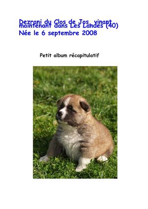 Akita Américain  Dezrani du Clos de Jos