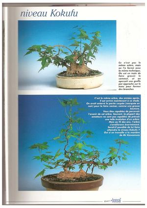 france bonsaï 25 "greffe acer kokufu"suite-6