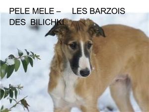 BARZOI BILICHKI - PELE MELE
