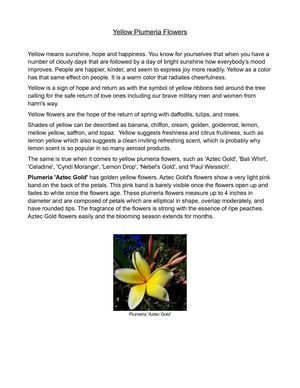 Yellow Plumeria Flowers