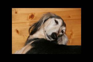 Les bébés "K" Min al Asifé