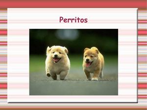 Perritos