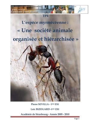 La société des fourmis