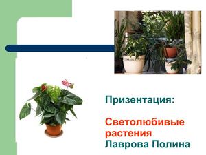 призентация светолюбивые растения
