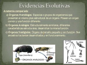Evolución