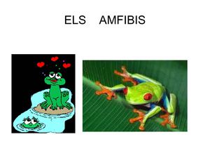 Els Amfibis