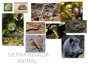 Animales de Sierra nevda
