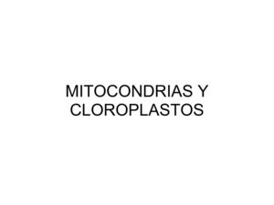 MITOCONDRIAS Y CLOROPLASTOS