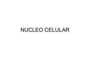 Nucleo Celular