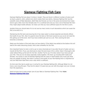 Siamese Fighting Fish Care | Helpful Tips