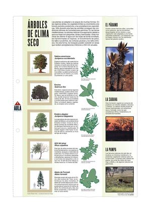 ARBOLES DE CLIMA SECO