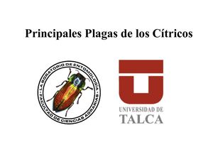 PLAGAS CITRICOS