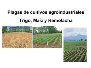 PLAGAS CULTIVOS