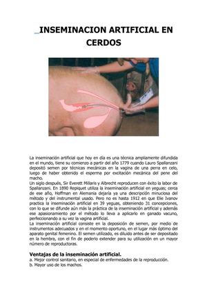 inseminacion en cerdos