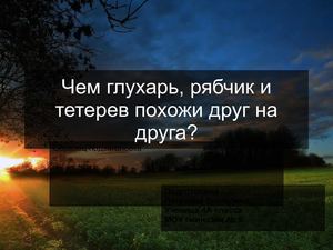 Чем глухарь, рябчик и тетерев похожи друг на друга?
