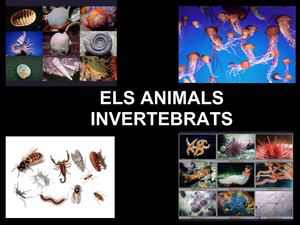 Animals invertebrats