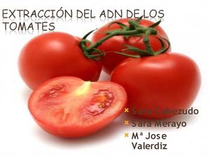 EXTRACCIÓN DEL ADN DE LOS TOMATES-sara c