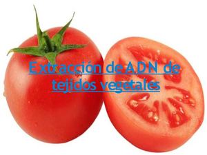 Extracción de ADN de tomate (por Raúl Núñez y Álvaro Corral)