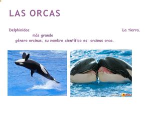 LAS ORCAS