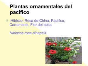 plantas del pacifico 