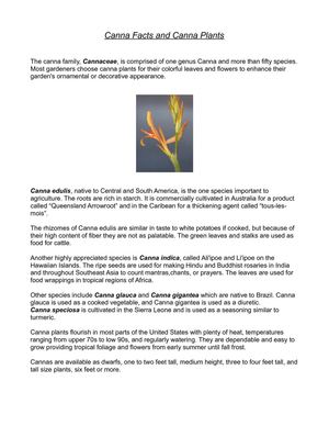 Canna Facts and Canna Plants