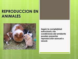 REPRODUCCION EN ANIMALES