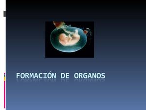 Formacion de organos