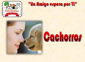 Catalogo Perros