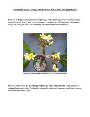 Growing Plumeria Cuttings And Plumeria Plants With The Egg Method