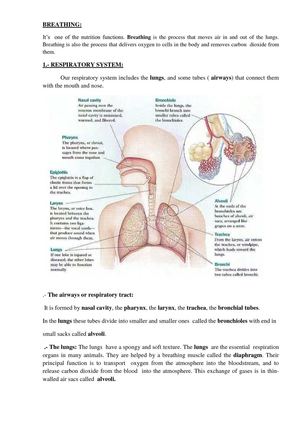 RESPIRATORY SYSTEM. ENGLISH