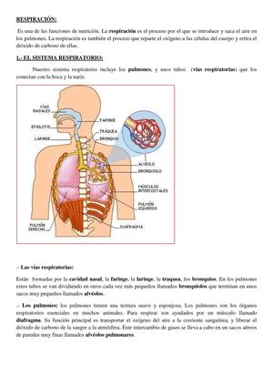 SISTEMA RESPIRATORIO ESPAÑOL