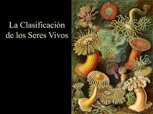 Clasificacion de los seres vivos