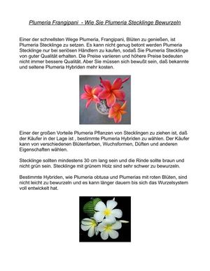 Plumeria Frangipani  - Wie Sie Plumeria Stecklinge Bewurzeln