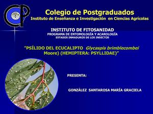 Psílido del eucalipto