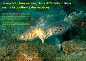 Manuel SVT 4 - 6/7/8 Reproduction sexuée