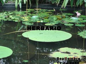 Herbario DANIEL ACOSTA 9B