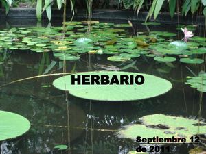 HERBARIO Daniel Acosta