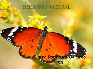 herbario virtual 902